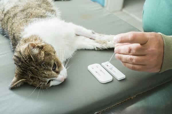 Где можно сделать анализ крови кошки thumbnail