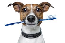 Стоматологические услуги для собак